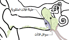 الأذن