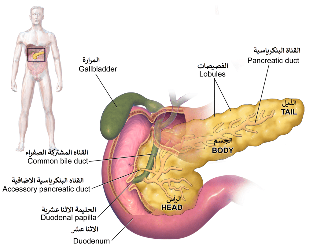 البنكرياس