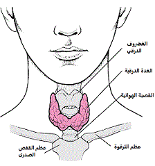 تشريح الغدة الدرقية