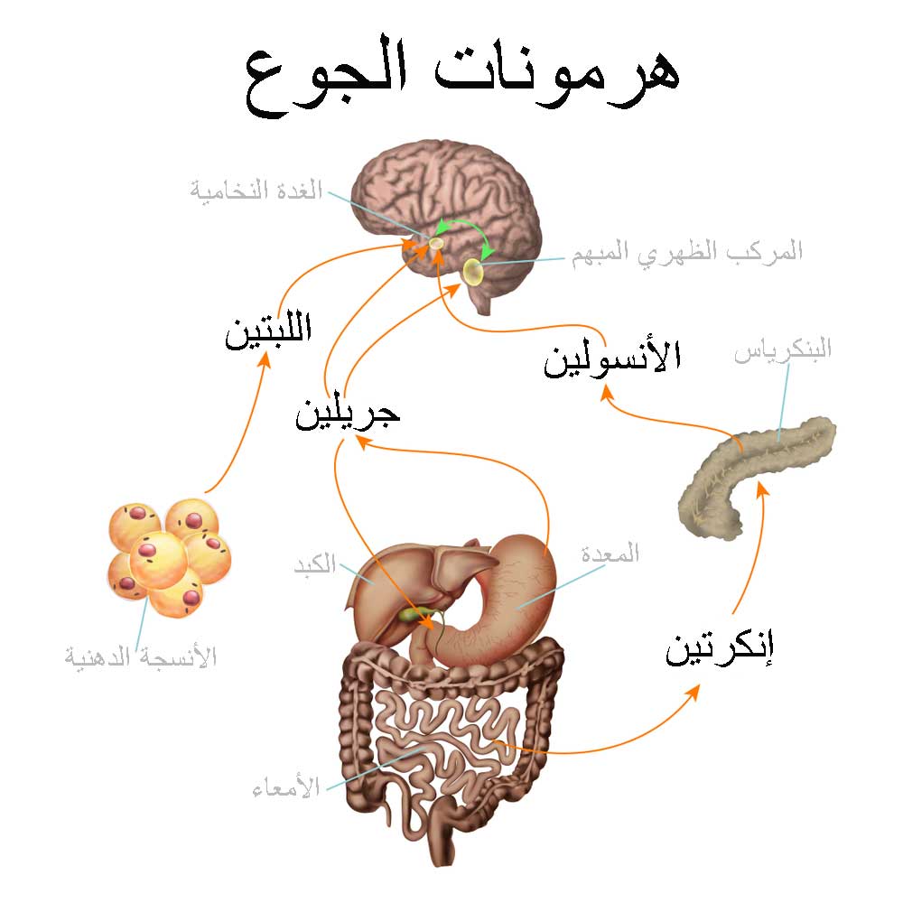 هرمون الجريلين “Ghrelin” ما هو وما علاقته بالسمنة ؟